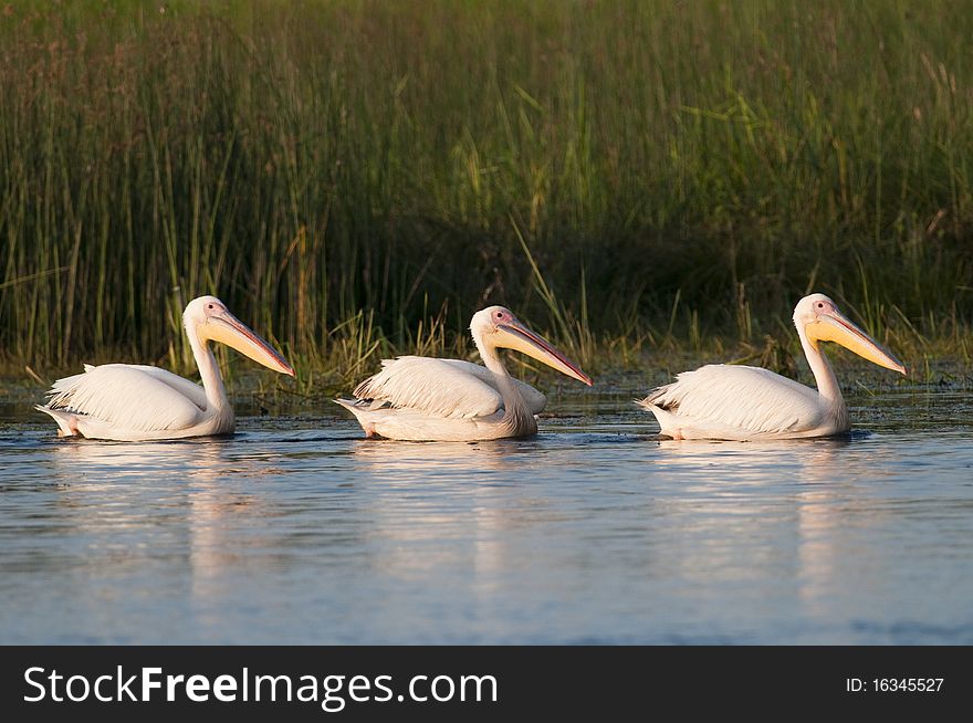 Three White Pelicans