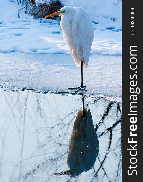 Great White Egret (Ardea alba) Standing on Ice. Great White Egret (Ardea alba) Standing on Ice