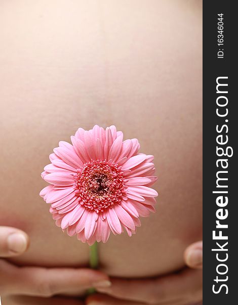 Pregnant belly close-up with pink gerberas. Pregnant belly close-up with pink gerberas