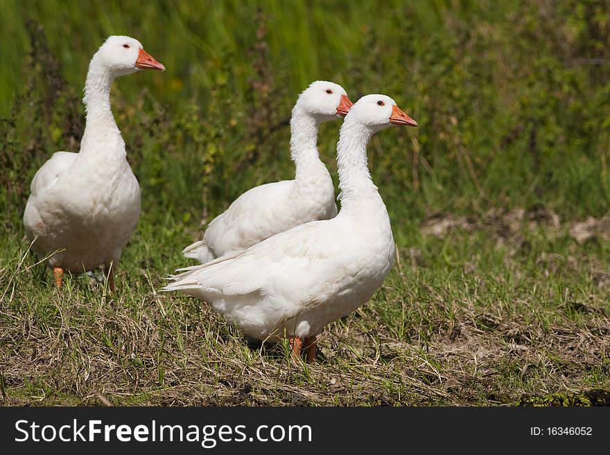 White Domestic Geese