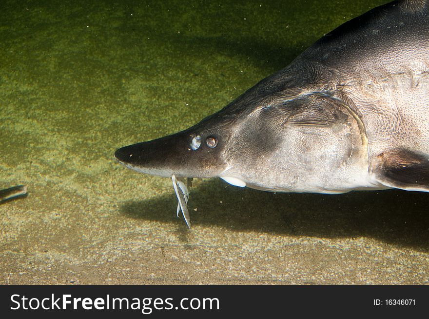 Beluga, European Sturgeon (Huso huso) in Aquarium