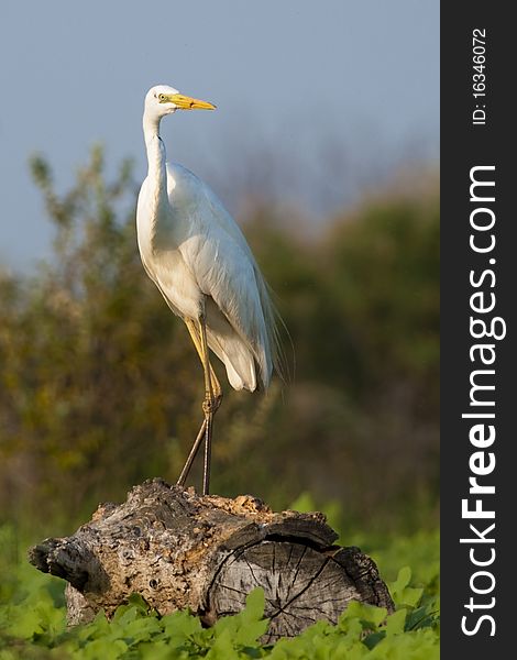 Great White Egret on a log