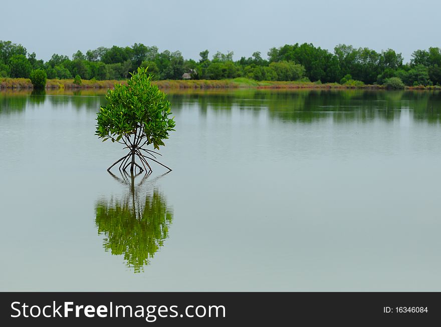 Little mangrove tree at thailand