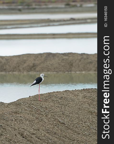 Black-winged Stilt at thailand