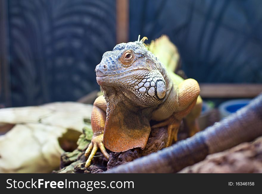 A bearded dragon on display.