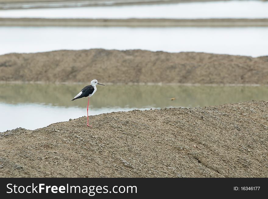 Black-winged Stilt at thailand