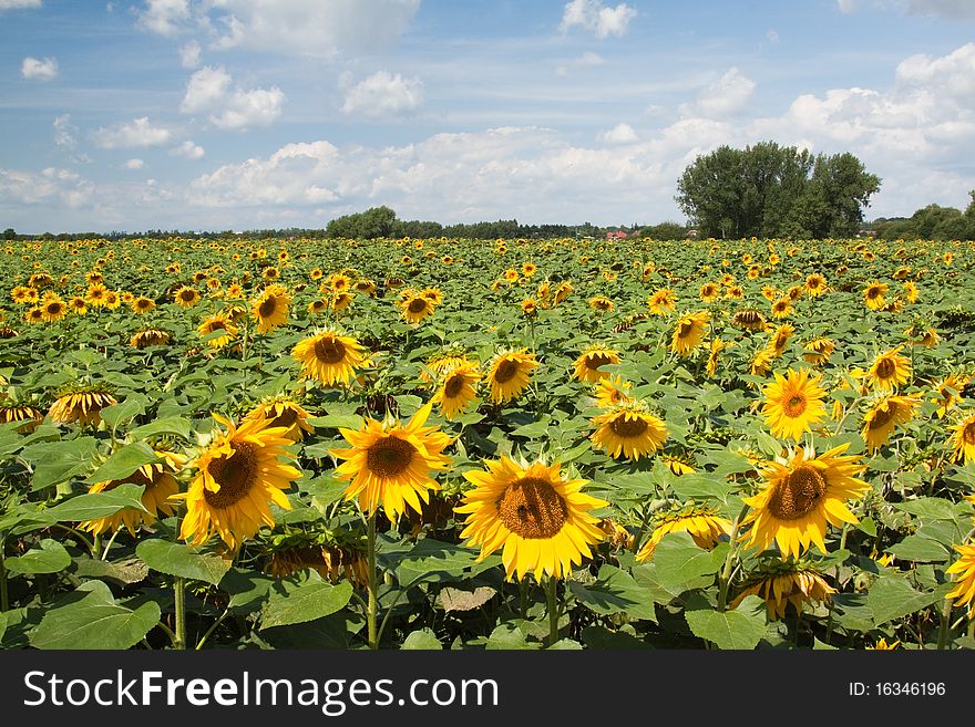 Sunflowers in bright morning sun. Sunflowers in bright morning sun