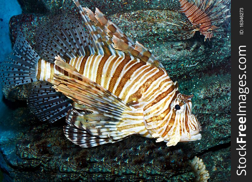Exotic fish swimming in an aquarium