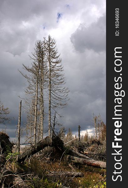 Hurricane destroyed forest in czech biosphere. Hurricane destroyed forest in czech biosphere