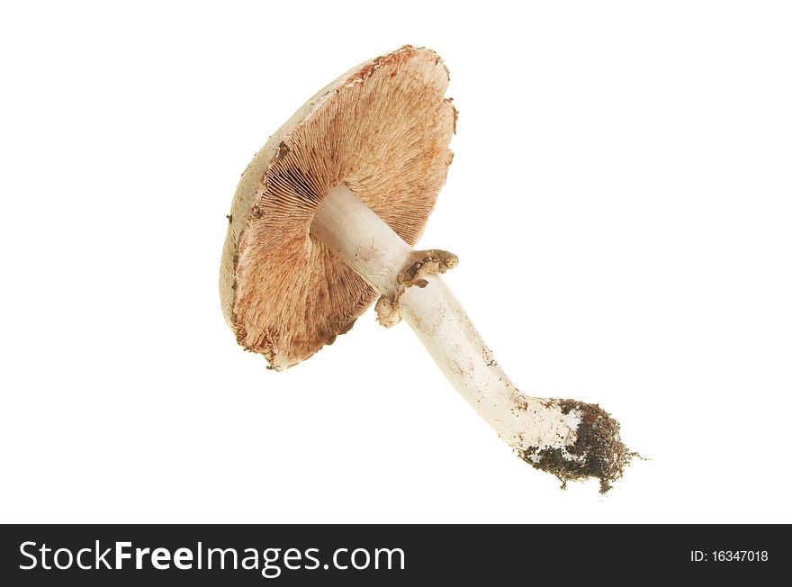 Wild mushroom isolated on white