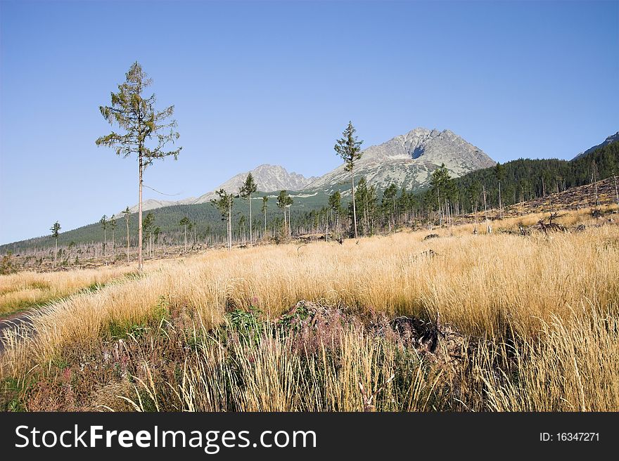 Mountain meadow with trees, Tatra Mountains