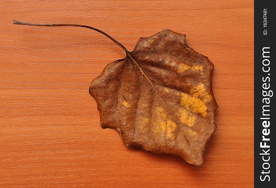 Detail Of Autumnal Dried Leaf