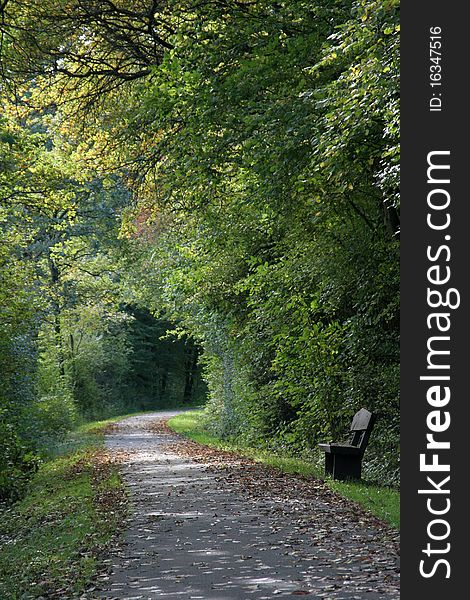 Wooden Bench On Forest Track In Autumn