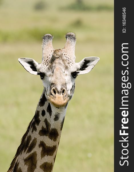 A close up head and neck shot of a giraffe in Kenya's Maasai Mara. A close up head and neck shot of a giraffe in Kenya's Maasai Mara