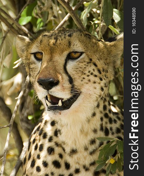 A very close up image of a cheetah in Kenya's Masai Mara