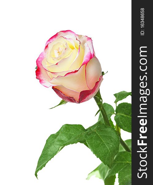 One beautiful rose isolated on white background