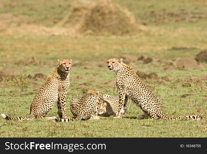 A group of male cheetah's in Masai Mara on a kill. A group of male cheetah's in Masai Mara on a kill