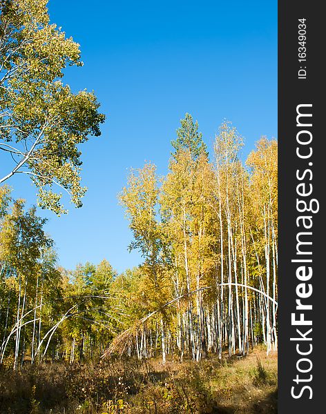 The autumn forest. Yellow trees.Landscape of Transbaikalia, Russia