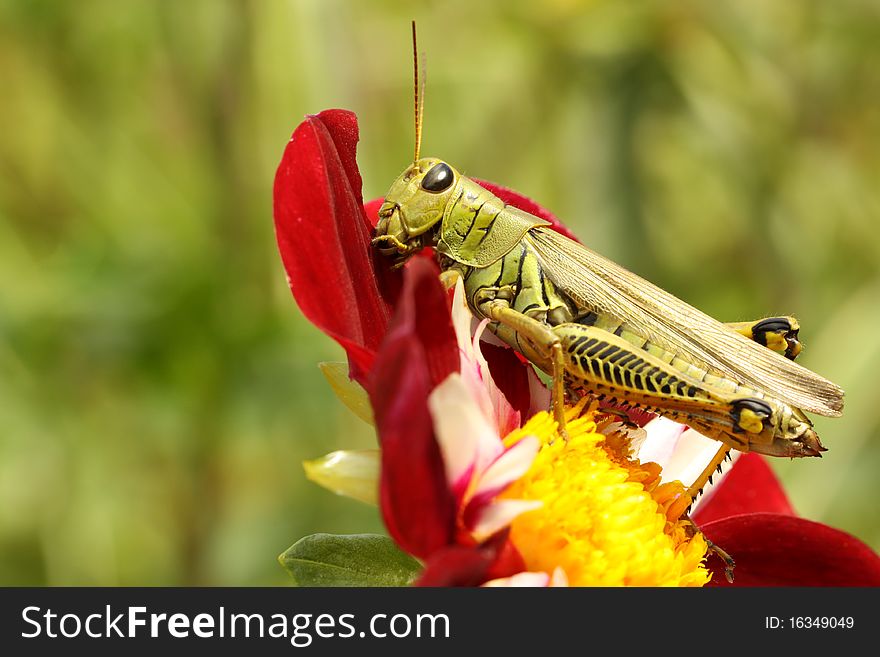 Differential grasshopper eating a red flower petal