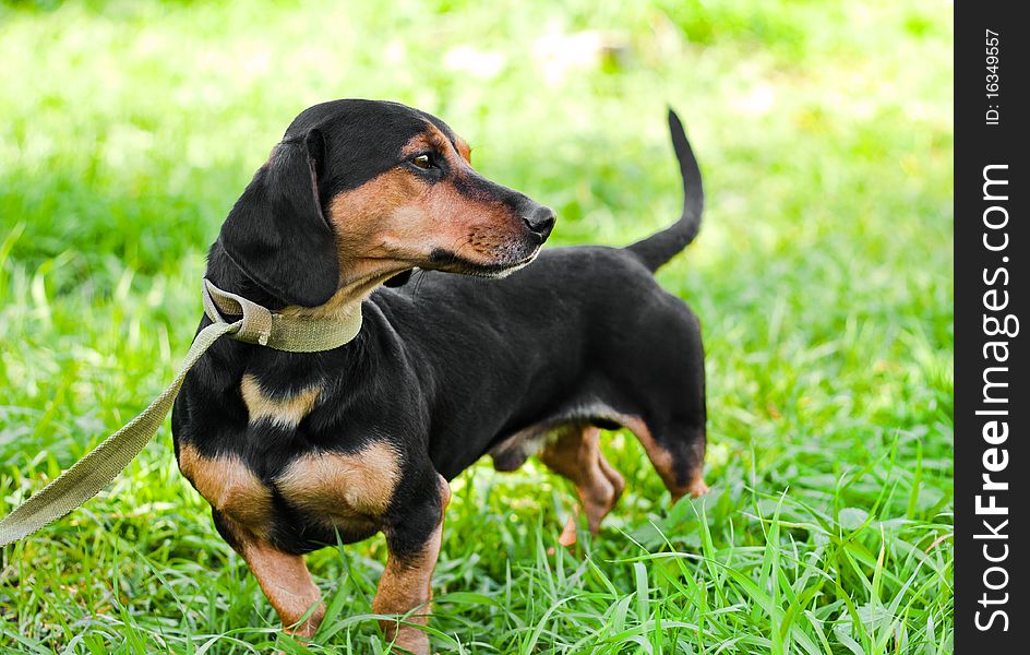 Black dachshund dog staying on grass looking to the side. Black dachshund dog staying on grass looking to the side