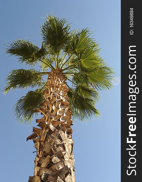 Vertical photo of the upper half of a palm tree with a blue sky background. Vertical photo of the upper half of a palm tree with a blue sky background.