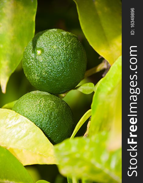 Green limes on a branch