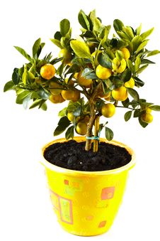 Mandarin Royalty Free Stock Images Mandarin Royalty Free Stock Images