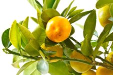 Mandarin Stock Photography Mandarin Stock Photography