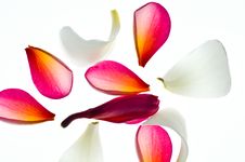 Flower Petals Royalty Free Stock Photo Flower Petals Royalty Free Stock Photo