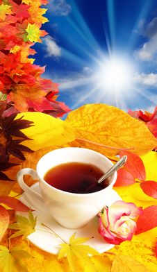 Cup Of Tea And Fall Background Royalty Free Stock Photos Cup Of Tea And Fall Background Royalty Free Stock Photos