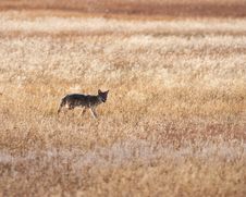 Coyote Stock Images