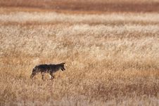 Coyote Royalty Free Stock Photo
