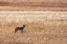Coyote Royalty Free Stock Image Coyote Royalty Free Stock Image