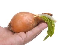 Onion In Hand Isolated On White Royalty Free Stock Image Onion In Hand Isolated On White Royalty Free Stock Image