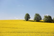 Yellow Field Rape In Bloom With Blue Sky Stock Photos Yellow Field Rape In Bloom With Blue Sky Stock Photos