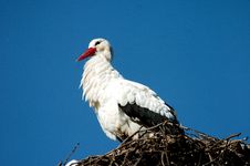 Stork Royalty Free Stock Image