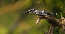 Hunting Pied Kingfisher Stock Photo