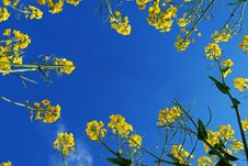 Frame Of Yellow Flowers Royalty Free Stock Photos Frame Of Yellow Flowers Royalty Free Stock Photos