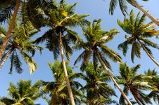 Palms Royalty Free Stock Photo Palms Royalty Free Stock Photo