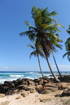 Palms Royalty Free Stock Photos Palms Royalty Free Stock Photos