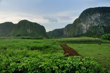 Fields In Vinales Valley Stock Photos Fields In Vinales Valley Stock Photos