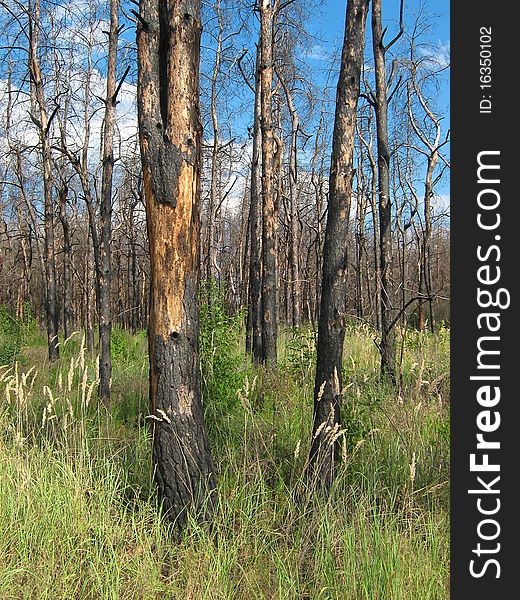 Burned forest trees against the blue sky. Burned forest trees against the blue sky