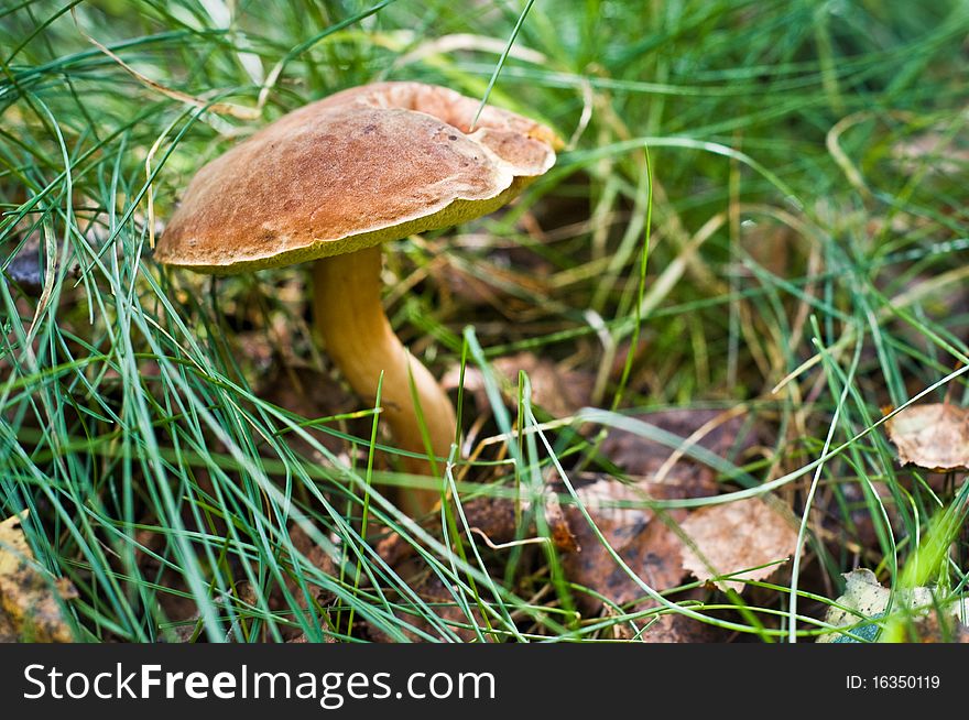 Mushroom in the grass.