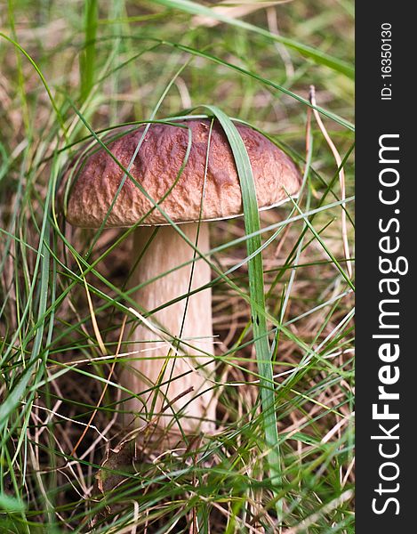 Splendid mushroom in the grass. Splendid mushroom in the grass.
