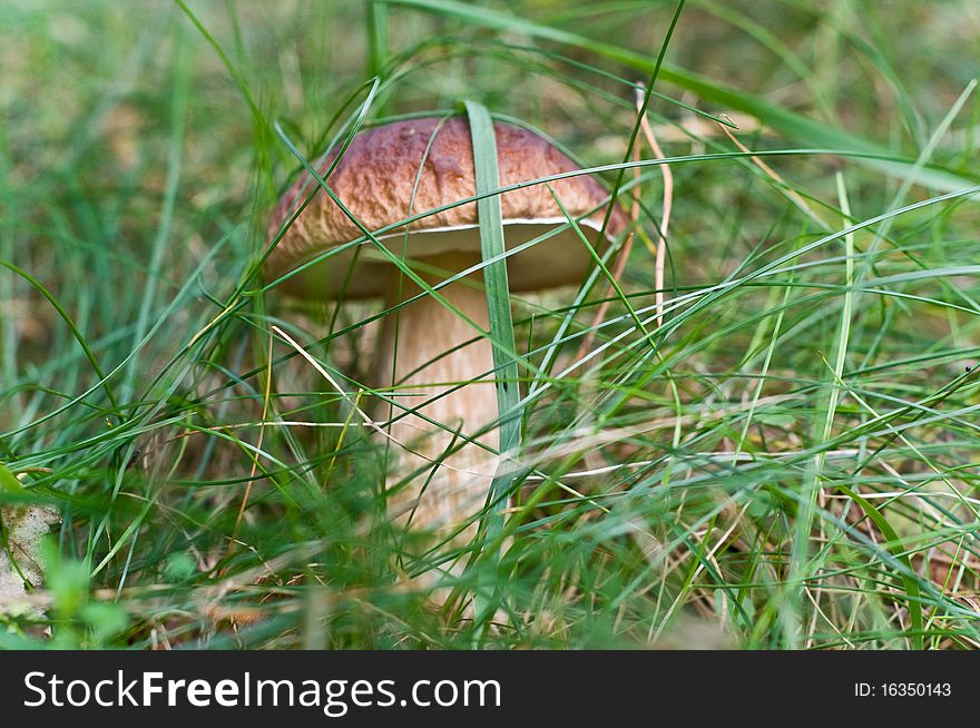 Splendid mushroom in the grass.