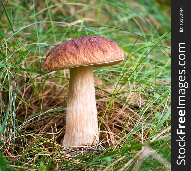 Splendid mushroom in the grass.