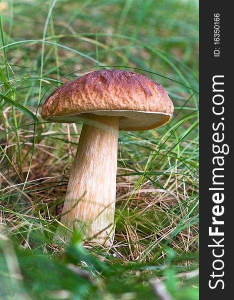Splendid mushroom in the grass.