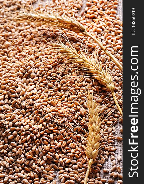 Wheat seeds on rough material in studio