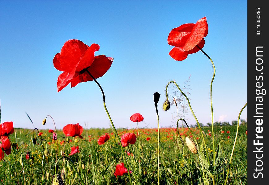 Landscape poppy's field sky green grass