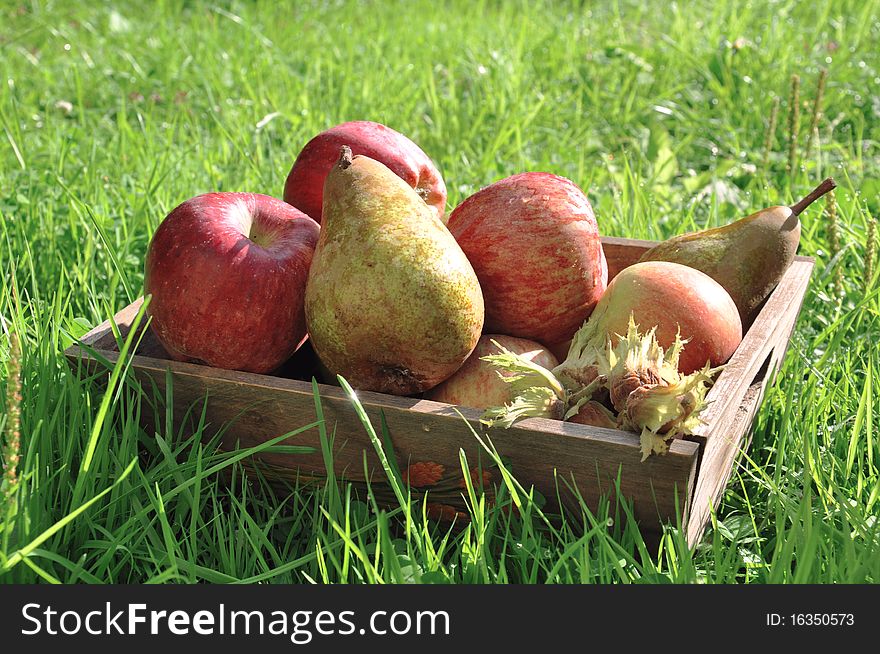 A basket of apples and pears lying on the grass in the sun. A basket of apples and pears lying on the grass in the sun